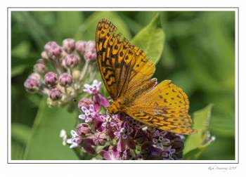 butterfly 1.jpg